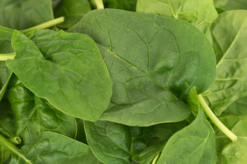fresh young baby spinach leaves