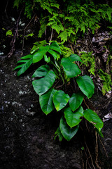 rocks in the forest with plants of tropical foliage, climbing Monstera (Monstera deliciosa) and green leaves of forest orchids that grow in nature isolated on a white background with clipping paths HD