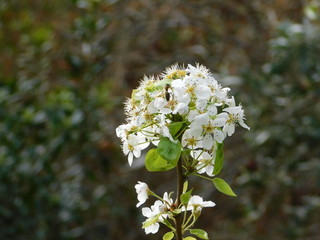 A blooming wild pear, or Pyrus amygdaliformis, tree branch, with white flowers, and a honey bee, in Attica, Greece