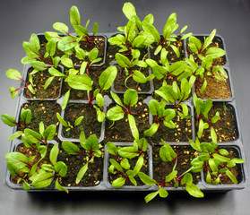 small beetroot plant seedlings with soil growing in planting pots isolated on a black background