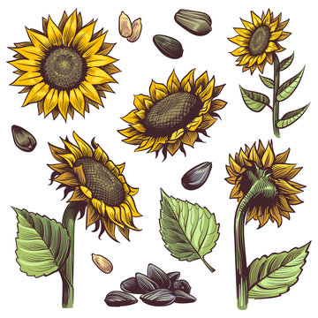 Sunflowers. Yellow wildflower sun shaped, sunflower seed and leaves label elements organic plants, harvest agriculture hand drawn vector set