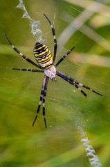Spider-wasp female sits in the center of her web
