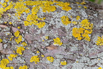 Baumrinde mit Flechten