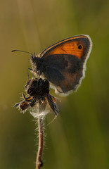 Butterfly sits in the evening on a dry flower