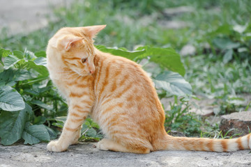 Fototapeta na wymiar An orange kitten is staring at its tail.