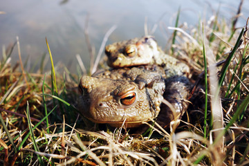 Mating frogs in spring time