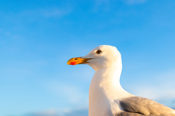  Seagull with blue sky in the background