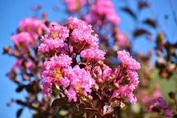 Indian gastronomy bloom