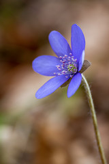 Liverwort - Hepatica nobilis