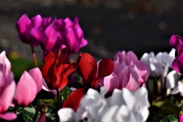 Beautiful cyclamen