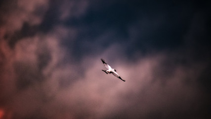 seagull in flight