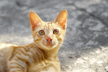 An orange kitten is looking up.