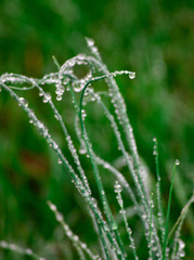 dew on grass