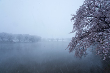 雪と桜と湖
