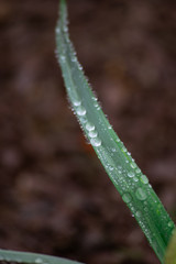 dew on plant