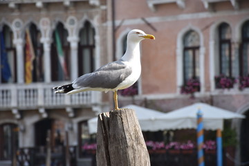 Venezia gabbiano guarda il canal grande