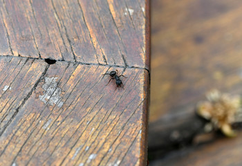 ant on a wooden surface follows his deeds