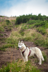 Siberian Husky nature summer alone