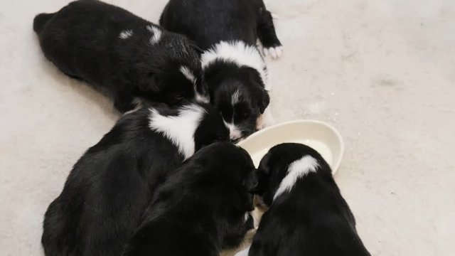 Newborn border collie puppies scrambling and blundering around for some milk