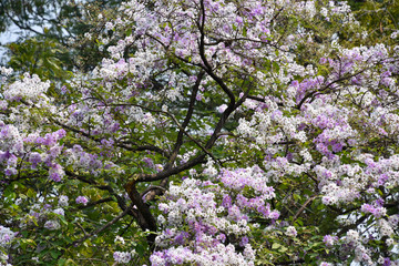 Fototapeta premium Beautiful Tabebuia blossom in the park. Thailand