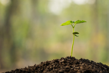 the seedling are growing from the rich soil to the morning sunlight that is shining and green nature bokeh background, new life growth ecology business financial progress, earth day, ecology concept