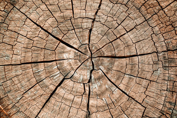 Tree stump background. Brown cracked and cut Wooden texture pattern background.