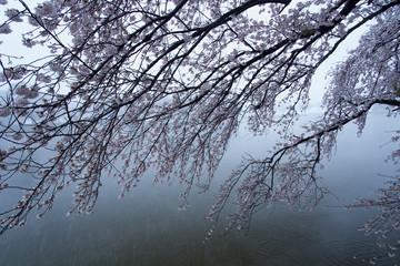 Fototapeta na wymiar 雪と桜と湖
