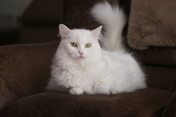 White Angora cat