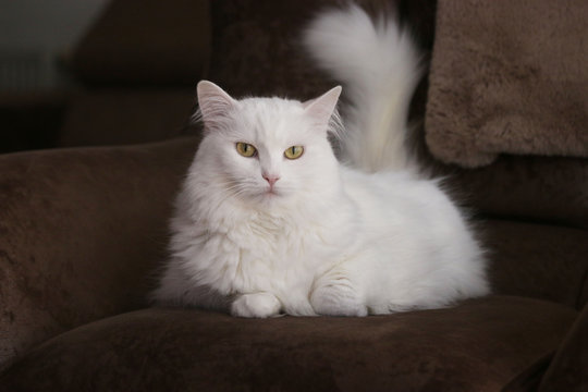 White Angora cat