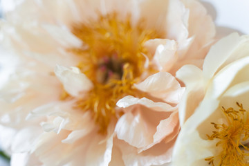 Fototapeta na wymiar white peonies flower