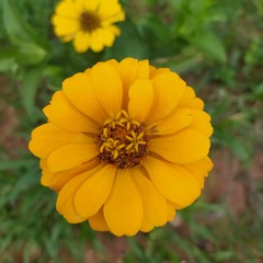 bee on yellow flower