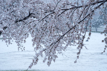 雪と桜