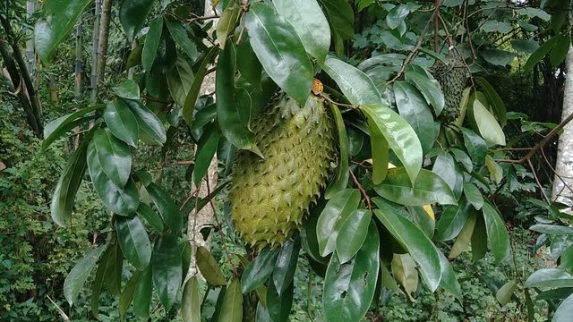 soursop (Annona muricata L., sirsak, durian belanda, graviola, guyabano, guan&aacute;bana, Annona muricata) hanging on the tree in the garden
