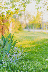 Spring summer background with frame of flowered grass and tree leaves on nature. Juicy lush green grass in garden in sunny light outdoors, copy space, soft focus, defocus background.