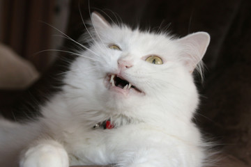 White cat angora
