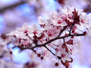 Fototapeta premium Pink cherry plum (Prunus Cerasifera Nigra) flowers in early spring