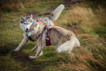 two siberian husky play