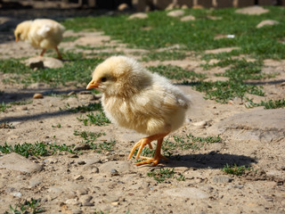 Free range newborn chickens in a garden, in spring.