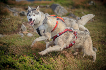 two siberian husky play