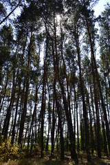 Summer forest photo. Green trees, bushes, paths.