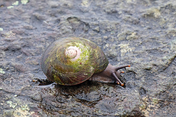 Tree snail on rocks in Puerto Rico