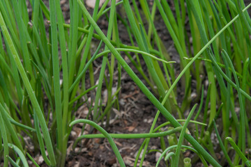 Chives green medicinal herb in fresh spring day