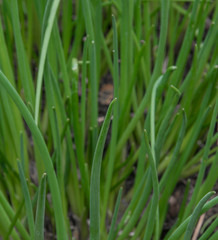 Chives green medicinal herb in fresh spring day