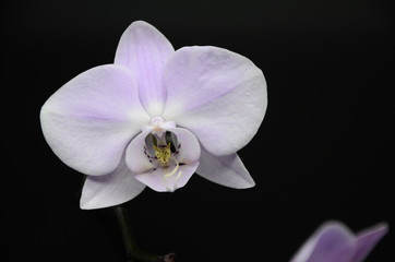 purple Orchid flowers on a black background, two white pebbles. spa. beauty. copyspace