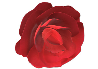 Rose, 3D