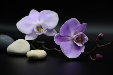 Fototapeta na wymiar purple Orchid flowers on a black background, two white pebbles. spa. beauty. copyspace
