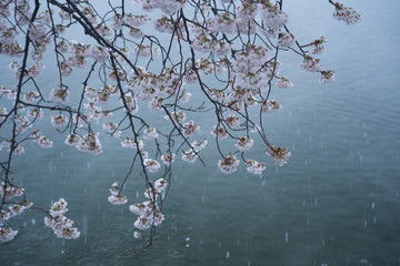 雪と桜と湖