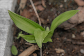 Bear garlic flower with green young leafs in spring day