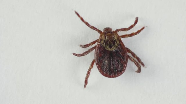 Blood-sucking tick creeps on the white background, macro