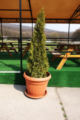 Thuja planted in a large flower pot